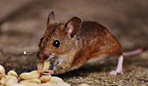 24 Hour & Emergency Exterminators in Tonka Bay, MN
